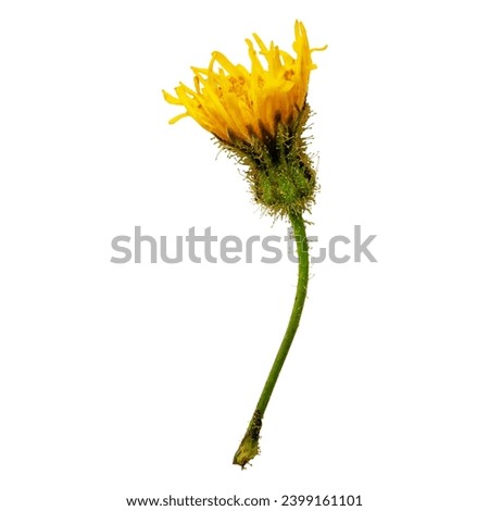 Yellow dandelion isolated on white background. Beautiful flowers of yellow dandelions in nature in warm summer or spring on meadow in sunlight, macro. Dreamy artistic image of beauty of nature. 