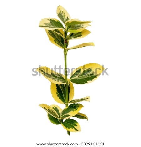 Tropical leaves on white background. Winter-creeper Emerald Gaiety branch with leaves buds