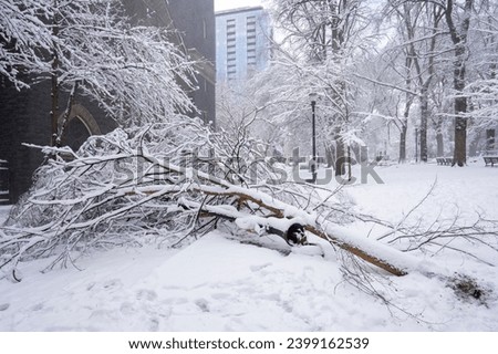 Downed tree and lamp post blocking half of the city street after snow storm in winter. Royalty-Free Stock Photo #2399162539