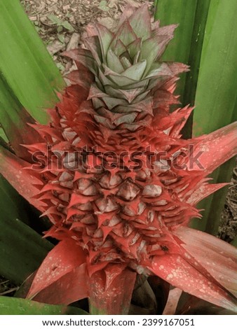 This is picture of vagrant red baby pineapple 