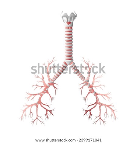Trachea medical diagram. Vector illustration isolated on white background, cartoon style
 Royalty-Free Stock Photo #2399171041