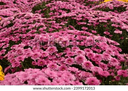 Photo of pink dwarf chrysanthemums in the evening light