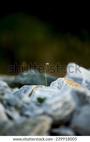 small flower on the rock ,Thailand