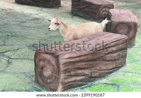 a goat standing on a log in a zoo.