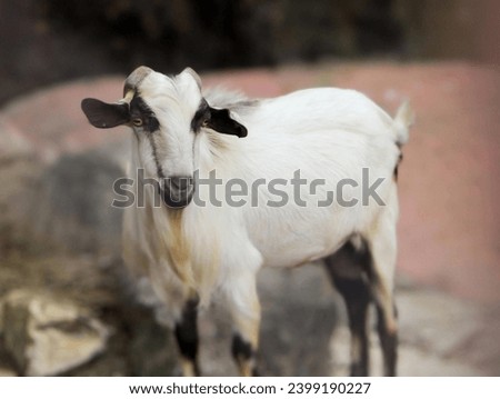 a goat standing on a rock in a zoo.