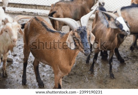 a group of goats standing in a muddy field.