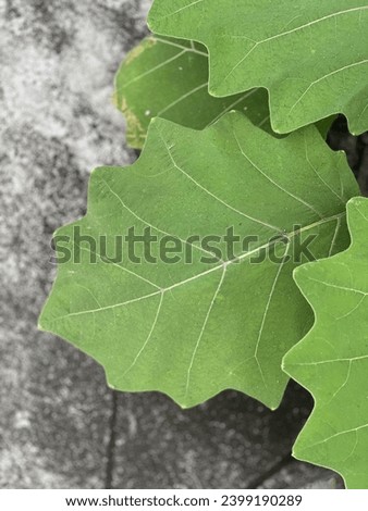 a leaf on a tree.