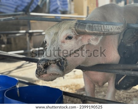a pig in a pen with a large nose.