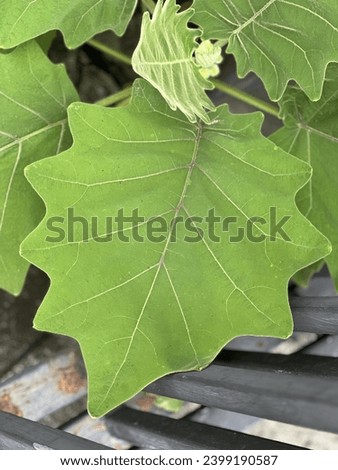 a leaf of a tree.