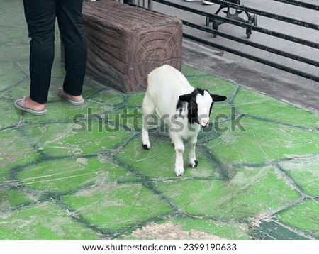a goat standing on a sidewalk next to a person.