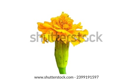 landscape photography, closeup photos of marigold flowers, yellow flowers on a white background.