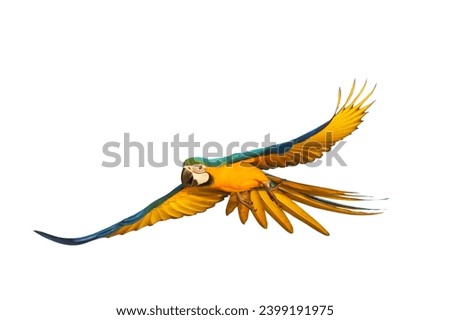 Colorful flying parrot isolated on white background. Royalty-Free Stock Photo #2399191975