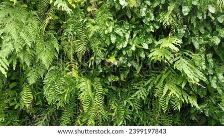 Green forest plants creeping to decorate the wall garden