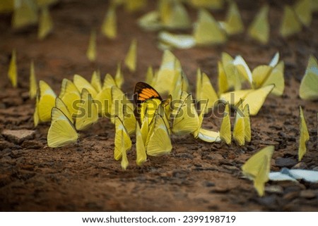 Step into a magical world where a cluster of yellow butterflies graces the earth with their radiant presence. Experience the wonder as their wings flutter in harmony, painting the surroundings wit