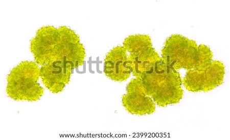 Freshwater microalgae, Botryococcus sp. This algae is lipid-producing microalgae that can be processed further into biodiesel. Live cell. Stacked photo