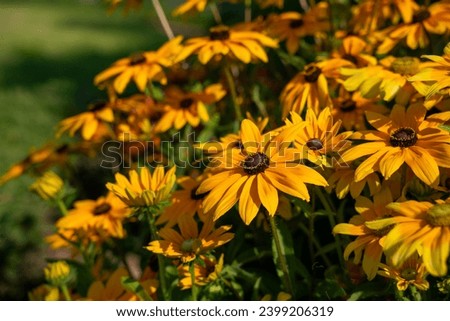 Rudbeckia is also known as black-eyed Susan or orange coneflower.  Royalty-Free Stock Photo #2399206319