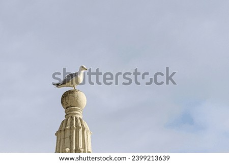 A seagull perched on the top of a dome on a roof