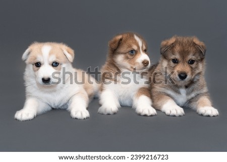 Three one-month-old husky puppies on a gray background, two husky and one puppy mongrel Royalty-Free Stock Photo #2399216723