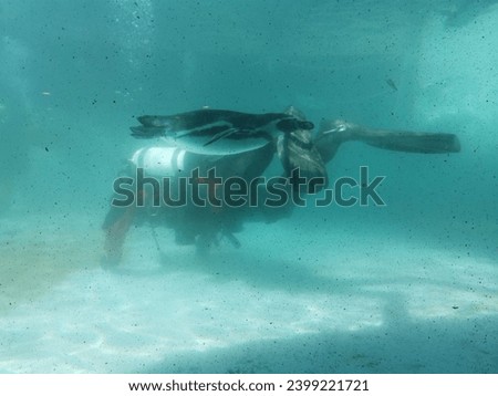 A penguin diving underwater with a diver in the background