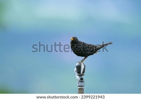 A male blackbird resting on a pole, cloudy day in summer, Italy