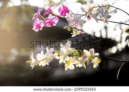 Orchid flowers are white mixed with pink.  There was soft sunlight shining down and it was beautiful.