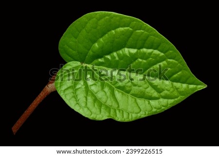 Green betel leaf isolated on the black background. fresh Betel Leaf (Piper Betle)