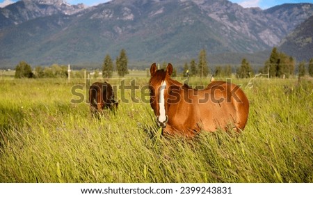 Horses with Mission Mountains Montana
