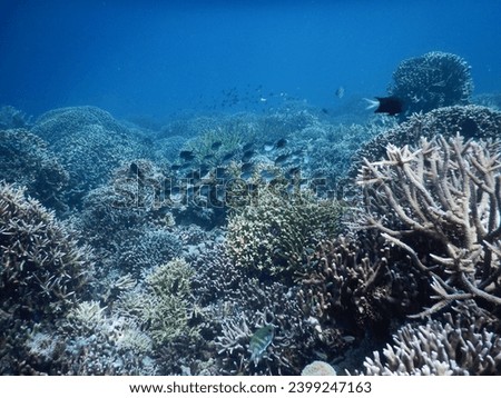 beautiful and unspoiled coral reefs in the seas of Indonesia Royalty-Free Stock Photo #2399247163