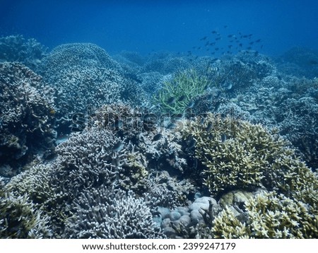 beautiful and unspoiled coral reefs in the seas of Indonesia Royalty-Free Stock Photo #2399247179