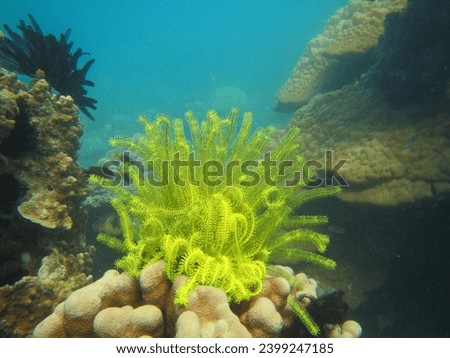 beautiful and unspoiled coral reefs in the seas of Indonesia Royalty-Free Stock Photo #2399247185