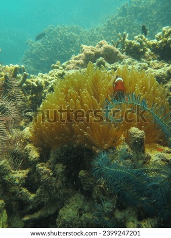 beautiful and unspoiled coral reefs in the seas of Indonesia Royalty-Free Stock Photo #2399247201
