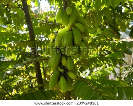 Belimbing wuluh (Averrhoa bilimbi), unique starfruit, a vegetable or fruit in Asia, Indonesia, is famous fruit for adding a sour taste to sambal or soup. Picture of a belimbing wuluh tree