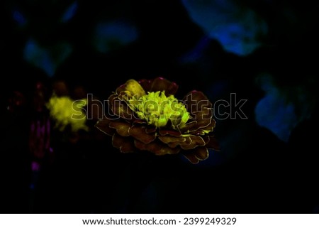 yellow glows from the middle of a flower on dark background 