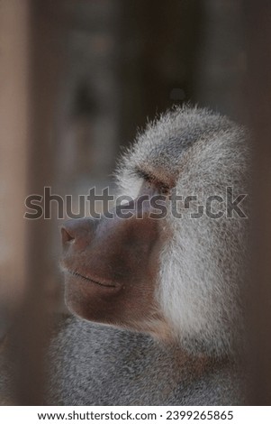 Baboon's face in captivity (zoo)