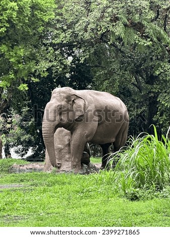 An Adult Elephant on Green Grass With Grey Rock