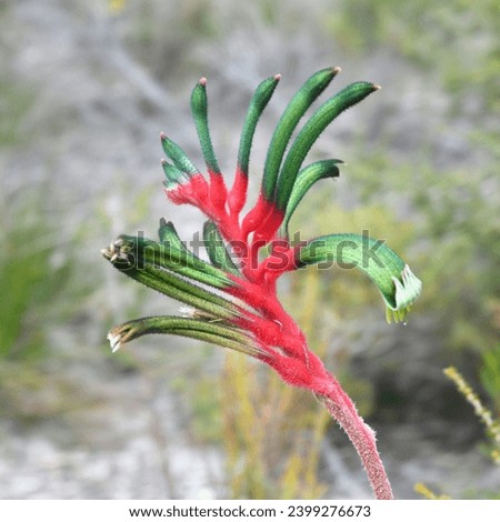 Anigozanthos manglesii, commonly known as the red-and-green kangaroo paw or Mangles' kangaroo paw, is a plant species endemic to Western Australia, and the floral emblem of that state Royalty-Free Stock Photo #2399276673