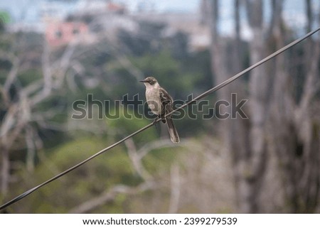 A Galapagos mockingbird perched on a wire