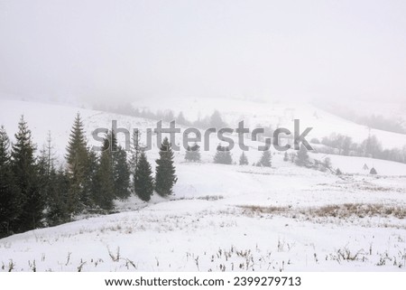 countryside winter scenery on a foggy day. landscape with trees on a snow covered hills in mist