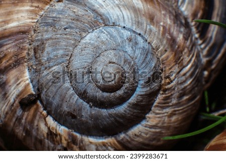 Fibonacci spiral. Close-up snail shell in the form of a fibonacci spiral. Nautilus shell. Royalty-Free Stock Photo #2399283671