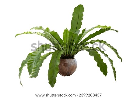 Bird’s nest fern in coconut shell pot with sunlight isolated on white background included clipping path.