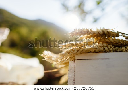 spikelets of wheat laying on the white wood box