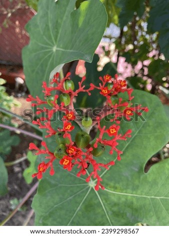 Exotic red flower plant with big leaves