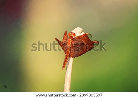 Red Dragonfly insect photo on the leaf, beautiful macro photography of Red Dragonfly insect, background stock photo