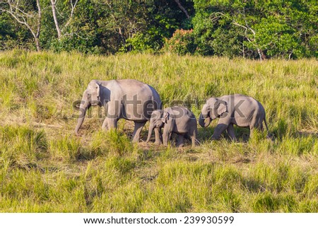 Lovely family of Wild Elephant walking on the hill in nature at Khaoyai national park,Thailand