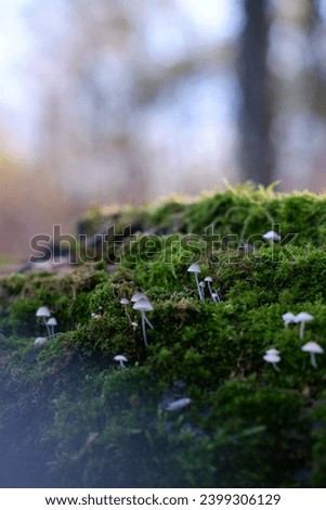 wooden log covered with thick green moss and small mushrooms. small porcini mushrooms close-up. macro photography of small porcini mushrooms dotted on a log covered with moss