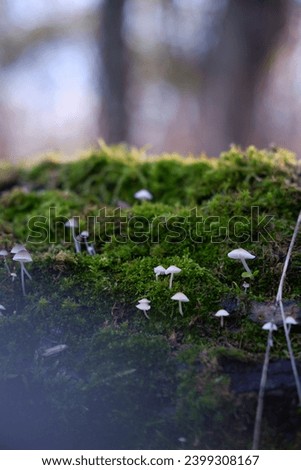 wooden log covered with thick green moss and small mushrooms. small porcini mushrooms close-up. macro photography of small porcini mushrooms dotted on a log covered with moss