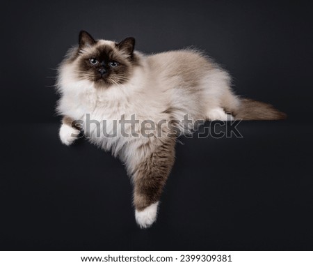 Majestic adult seal point Sacred Birman cat, laying side ways on edge. Looking towards camera with deep blue eyes. Isolated on a black background. Royalty-Free Stock Photo #2399309381