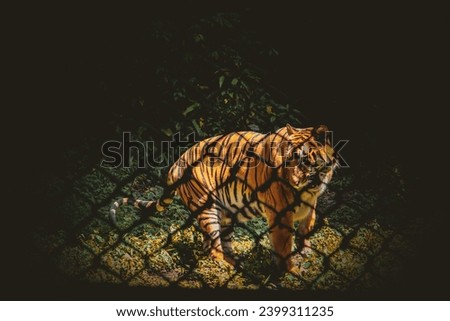 Tiger in the zoo, Tiger front view, wild life animal