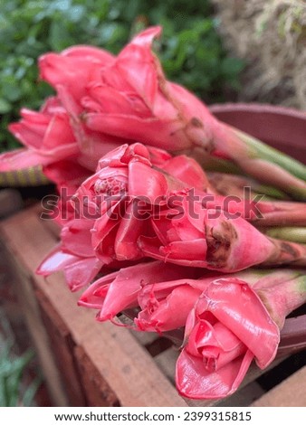 Honje, kecombrang or Etlingera elatior which is sold in a traditional market in Indonesia