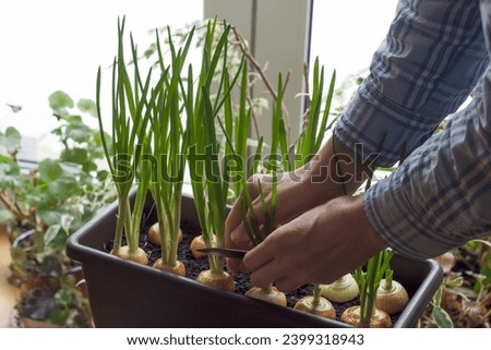 Greens of onions growing  in container near window inside and woman prepares to cut it, person preparing to cut onion leaves for meal, closeup view Royalty-Free Stock Photo #2399318943